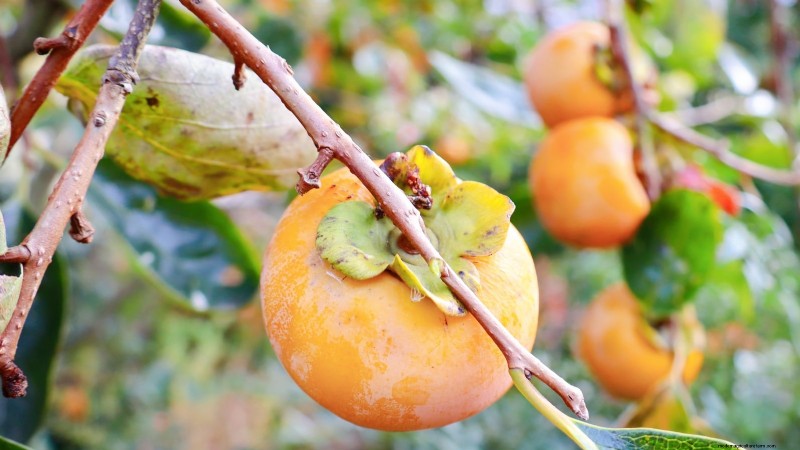 Plantez des arbres fruitiers ce printemps : 15 variétés recommandées par des experts 