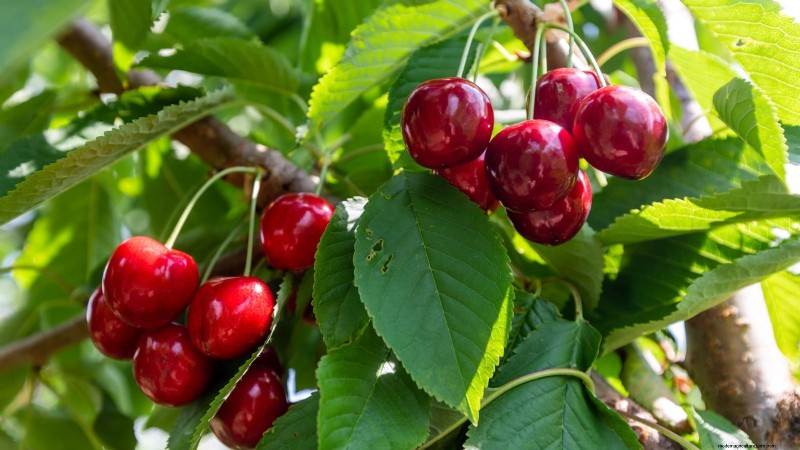Plantez des arbres fruitiers ce printemps : 15 variétés recommandées par des experts 