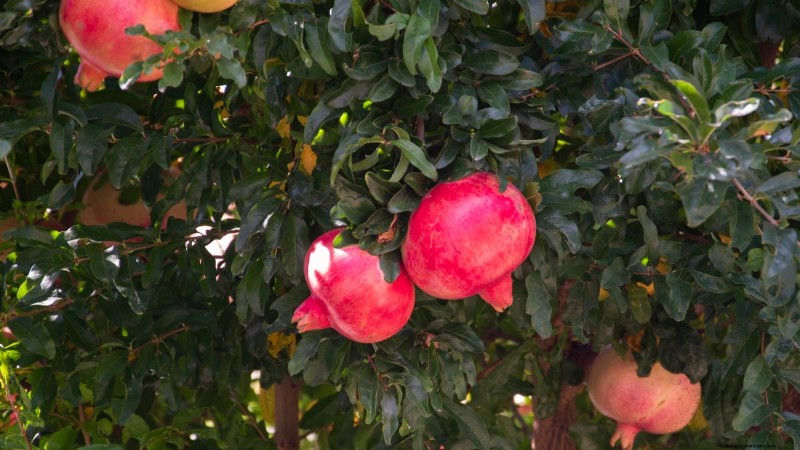 Plantez des arbres fruitiers ce printemps : 15 variétés recommandées par des experts 