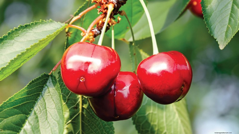 Plantez des arbres fruitiers ce printemps : 15 variétés recommandées par des experts 