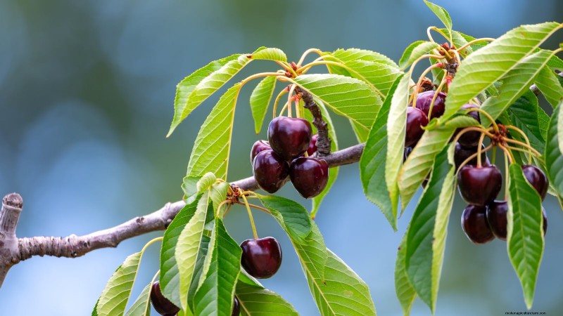Plantez des arbres fruitiers ce printemps : 15 variétés recommandées par des experts 