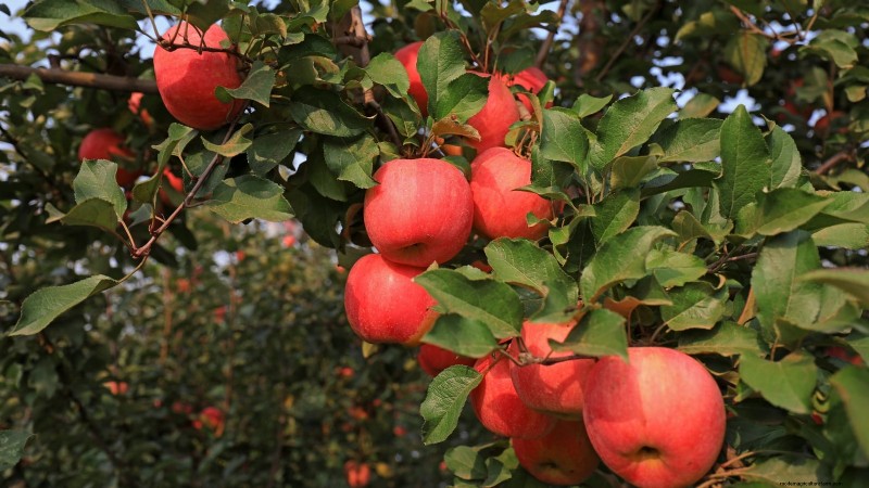 Plantez des arbres fruitiers ce printemps : 15 variétés recommandées par des experts 