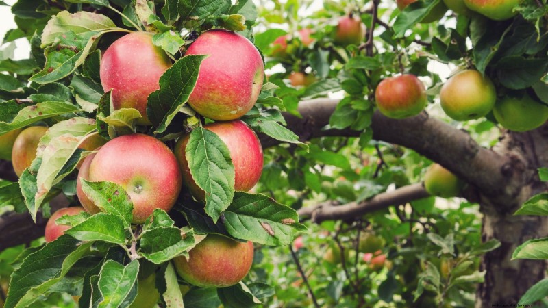 Plantez des arbres fruitiers ce printemps : 15 variétés recommandées par des experts 
