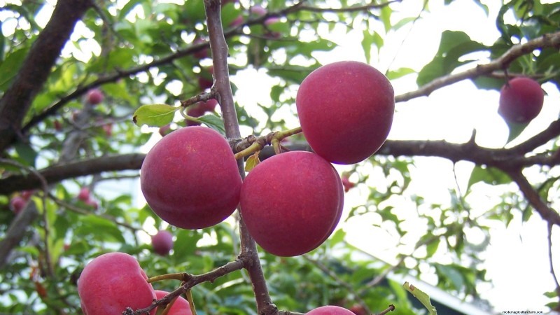 Plantez des arbres fruitiers ce printemps : 15 variétés recommandées par des experts 