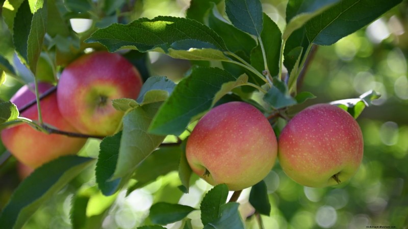 Plantez des arbres fruitiers ce printemps : 15 variétés recommandées par des experts 
