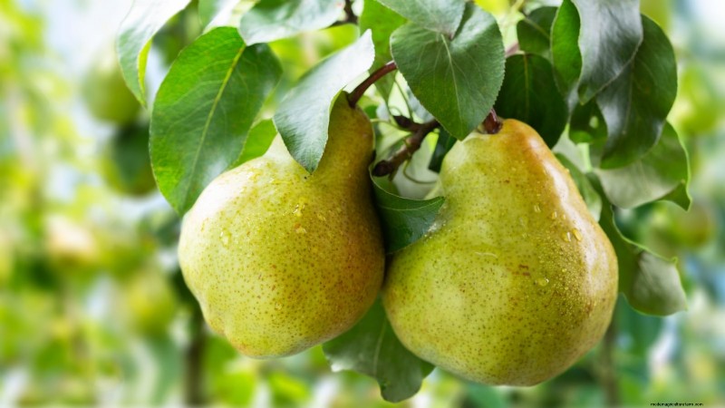 Plantez des arbres fruitiers ce printemps : 15 variétés recommandées par des experts 
