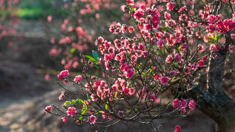 Top 9 des variétés de pêchers pour votre jardin 