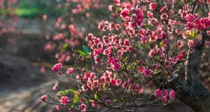 Las 9 mejores variedades de melocotoneros para el jardín de su casa 