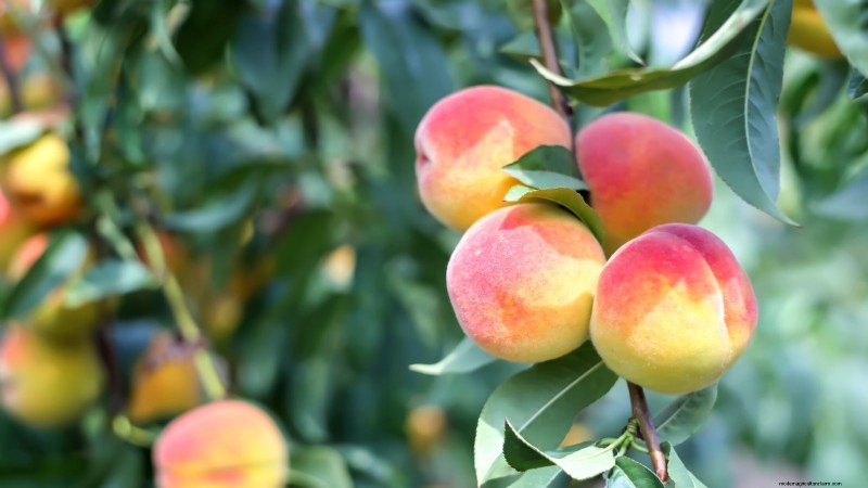 Top 9 des variétés de pêchers pour votre jardin 