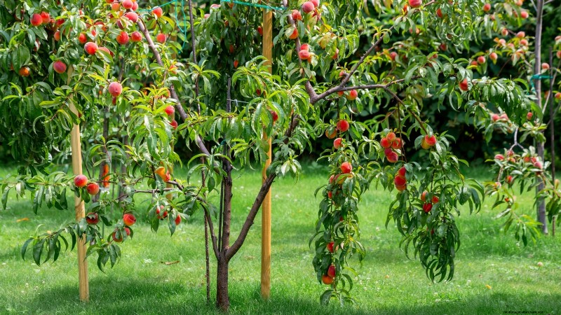 Top 9 des variétés de pêchers pour votre jardin 