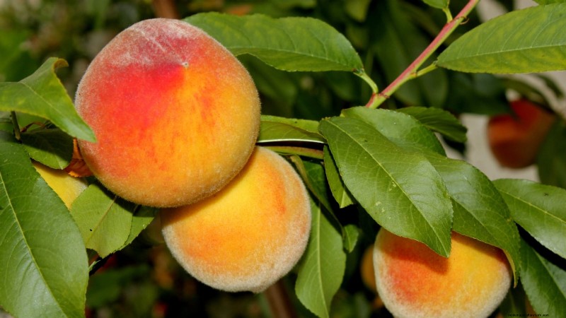 Top 9 des variétés de pêchers pour votre jardin 