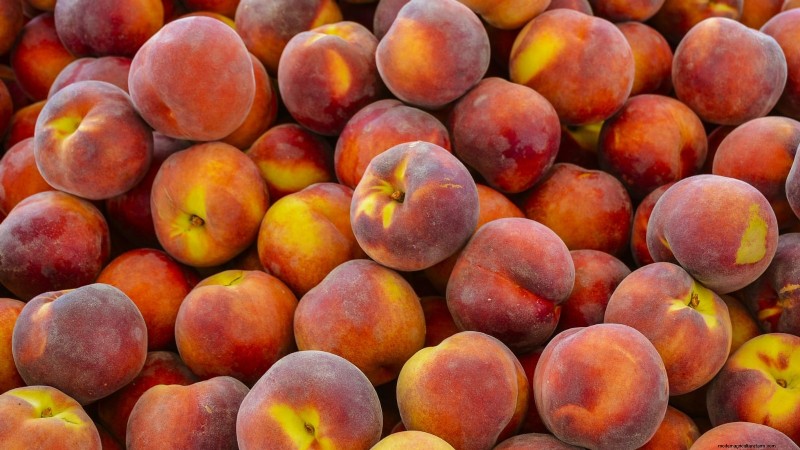 Top 9 des variétés de pêchers pour votre jardin 