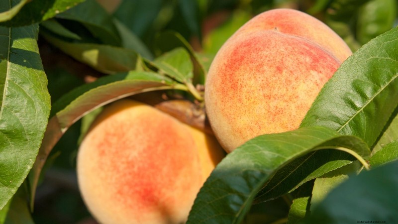Top 9 des variétés de pêchers pour votre jardin 