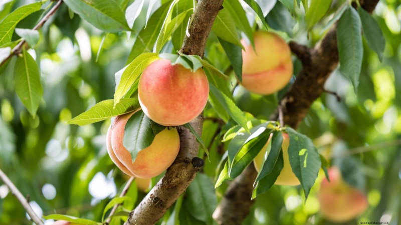 Top 9 des variétés de pêchers pour votre jardin 