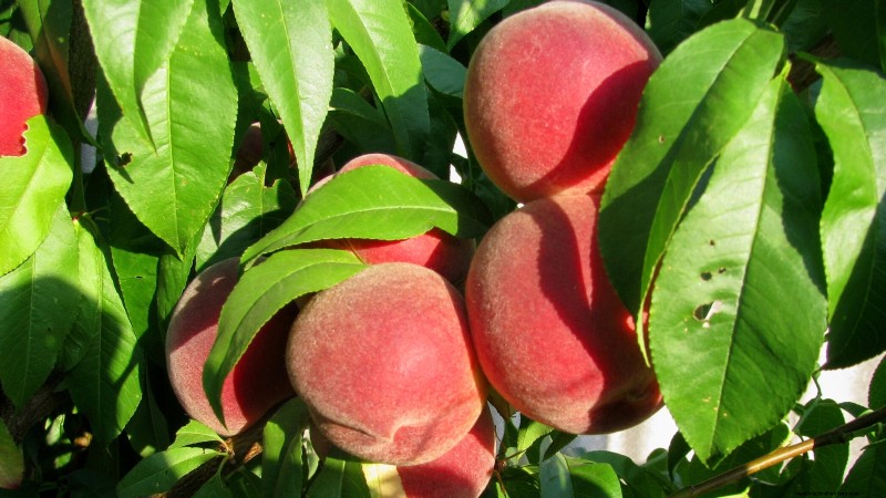 Top 9 des variétés de pêchers pour votre jardin 