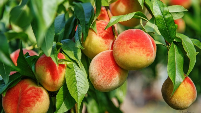 Top 9 des variétés de pêchers pour votre jardin 