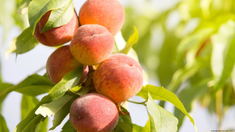 Top 9 des variétés de pêchers pour votre jardin 