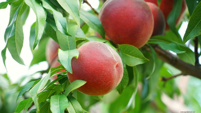 Top 9 des variétés de pêchers pour votre jardin 