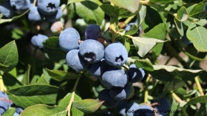 Plantez, cultivez et entretenez les bleuets Duke :un guide complet pour les climats froids 