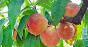 Planting, Growing & Caring for ‘Contender’ Peach Trees: A Comprehensive Guide