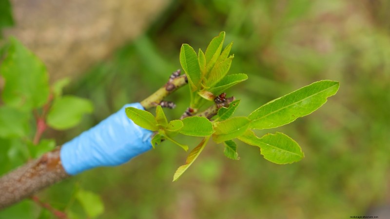 Plantera, odla och ta hand om  Contender  persikoträd:En omfattande guide 