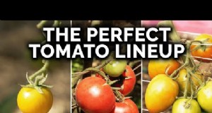 15 Disease‑Resistant Tomato Varieties to Grow in 2024