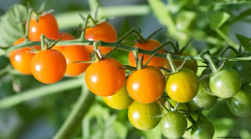 15 sjukdomsresistenta tomatsorter att växa 2024 