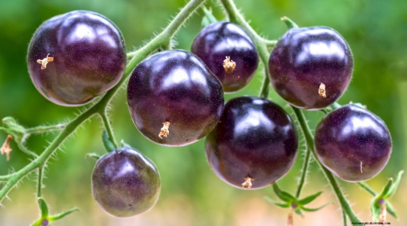15 sjukdomsresistenta tomatsorter att växa 2024 