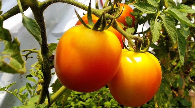 15 sjukdomsresistenta tomatsorter att växa 2024 