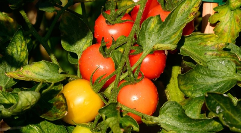 15 sjukdomsresistenta tomatsorter att växa 2024 