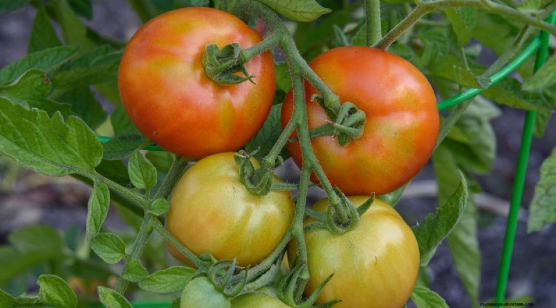 15 sjukdomsresistenta tomatsorter att växa 2024 
