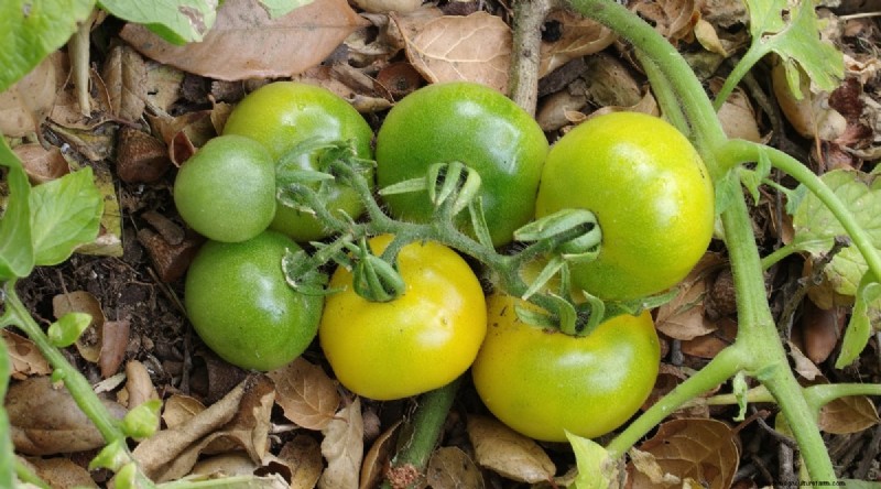 15 sjukdomsresistenta tomatsorter att växa 2024 