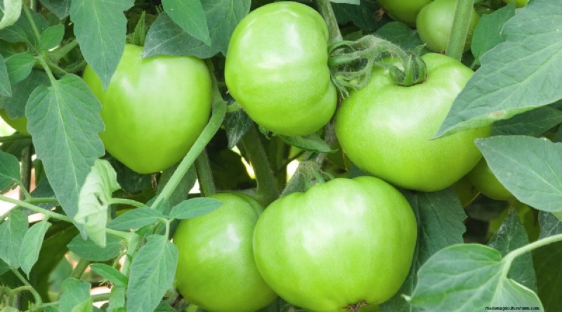 15 sjukdomsresistenta tomatsorter att växa 2024 