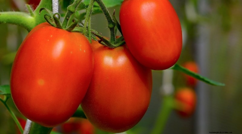 15 sjukdomsresistenta tomatsorter att växa 2024 