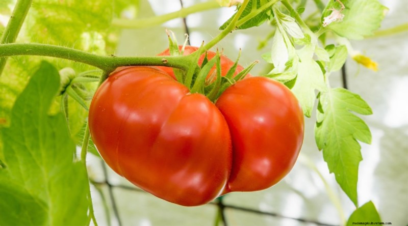 15 sjukdomsresistenta tomatsorter att växa 2024 