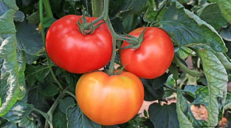 15 sjukdomsresistenta tomatsorter att växa 2024 