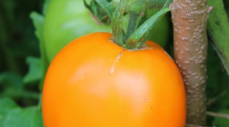 15 sjukdomsresistenta tomatsorter att växa 2024 