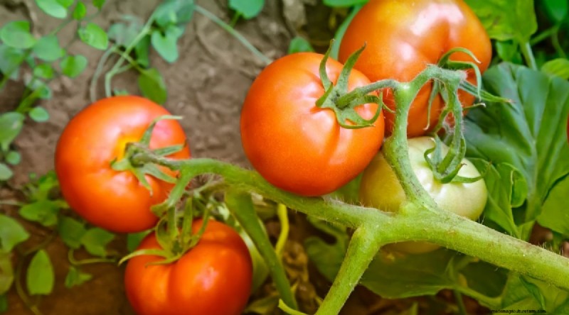 15 sjukdomsresistenta tomatsorter att växa 2024 