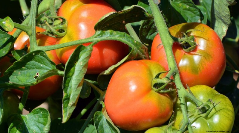 15 sjukdomsresistenta tomatsorter att växa 2024 