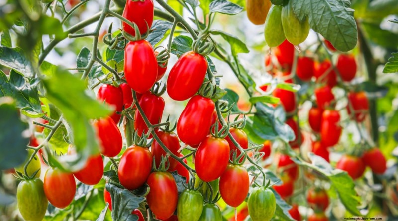 15 sjukdomsresistenta tomatsorter att växa 2024 