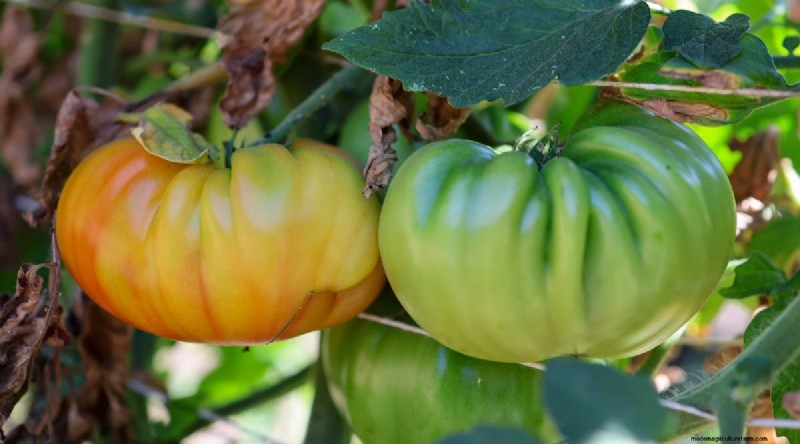 15 sjukdomsresistenta tomatsorter att växa 2024 