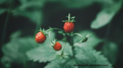 Odla, vårda och skörda vilda jordgubbar (Fragaria virginiana) – En komplett trädgårdsguide 