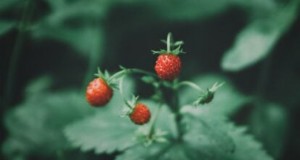Kweek, verzorg en oogst wilde aardbeien (Fragaria virginiana) - Een complete tuingids 