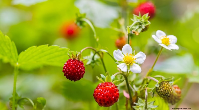 Odla, vårda och skörda vilda jordgubbar (Fragaria virginiana) – En komplett trädgårdsguide 