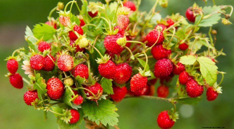 Odla, vårda och skörda vilda jordgubbar (Fragaria virginiana) – En komplett trädgårdsguide 
