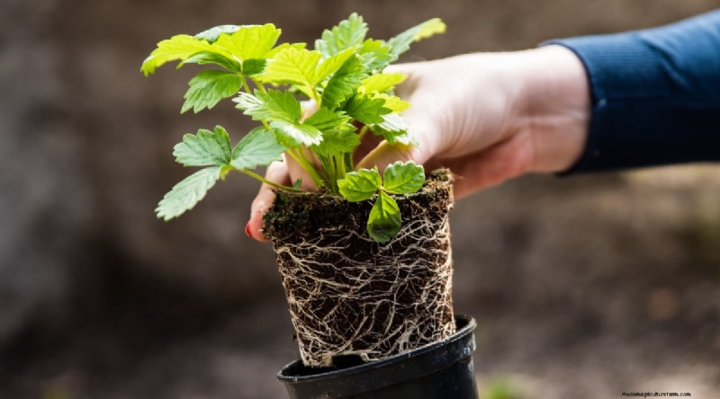 Odla, vårda och skörda vilda jordgubbar (Fragaria virginiana) – En komplett trädgårdsguide 