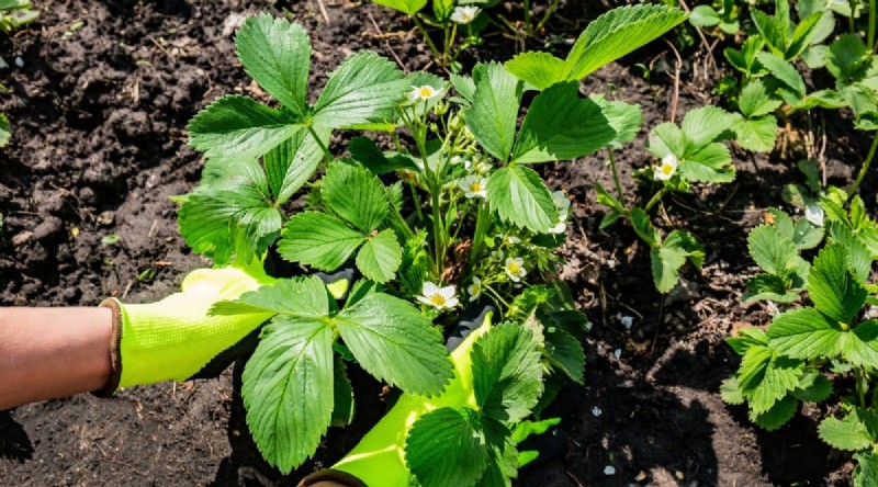 Odla, vårda och skörda vilda jordgubbar (Fragaria virginiana) – En komplett trädgårdsguide 