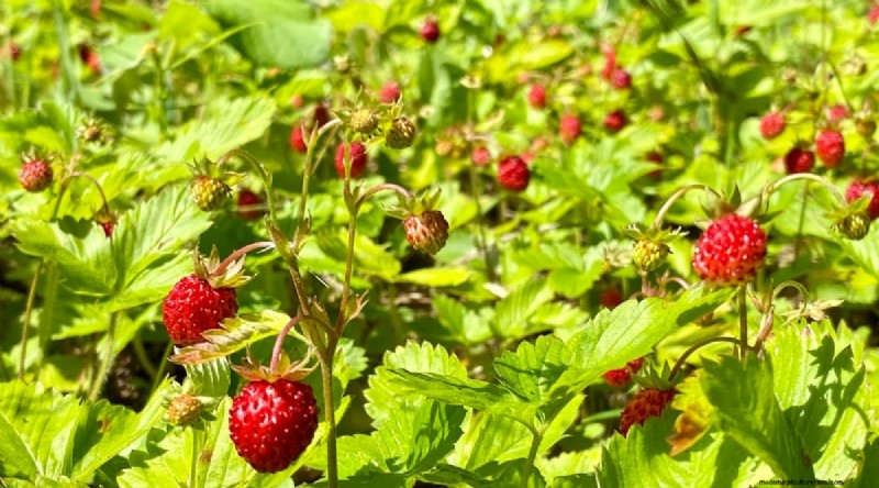 Odla, vårda och skörda vilda jordgubbar (Fragaria virginiana) – En komplett trädgårdsguide 