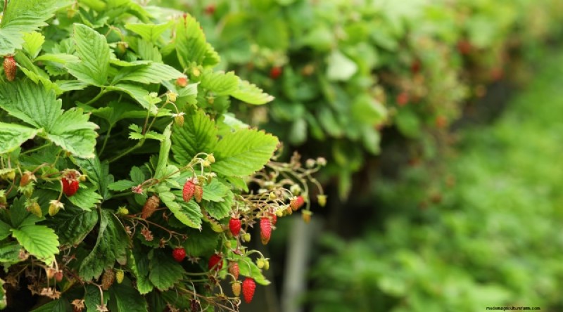 Odla, vårda och skörda vilda jordgubbar (Fragaria virginiana) – En komplett trädgårdsguide 