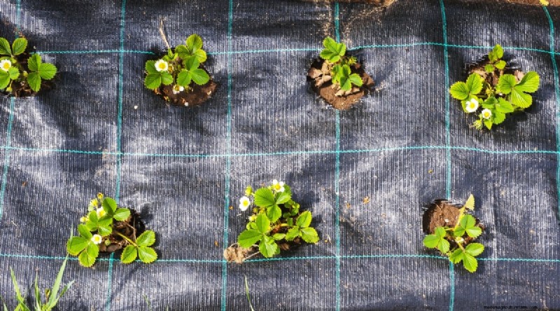 Odla, vårda och skörda vilda jordgubbar (Fragaria virginiana) – En komplett trädgårdsguide